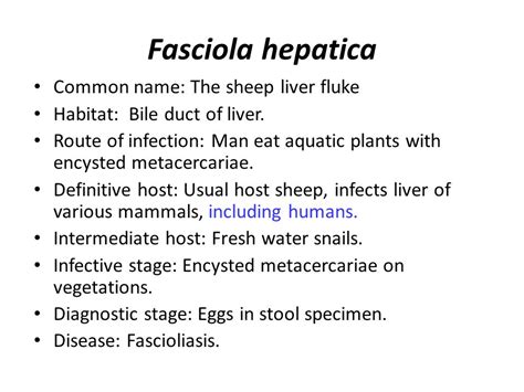  Fasciola: Le parasite du foie qui aime les plantes aquatiques et la compagnie des mammifères!