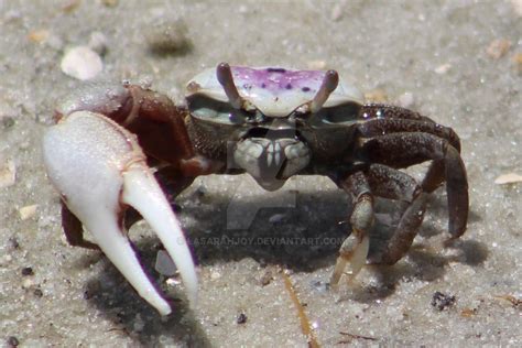  Fiddler Crab:  A Shell-Shocked Symphony Conductor of Intertidal Zones!