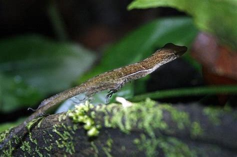  Filet! Le Filet, un Lézard Sauteur aux Yeux Perçants