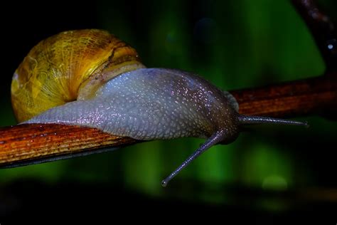  Garden Snail: This Gastropod Maestro Will Leave You Shell-Shocked with its Slime Trail Adventures!