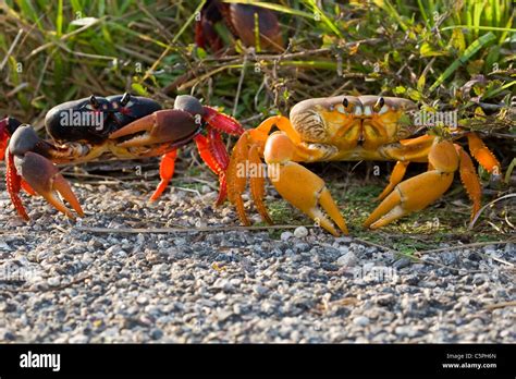  Géocarcinus - Une Araignée-Crabe qui adore les plages désertes et les vacances sous terre!