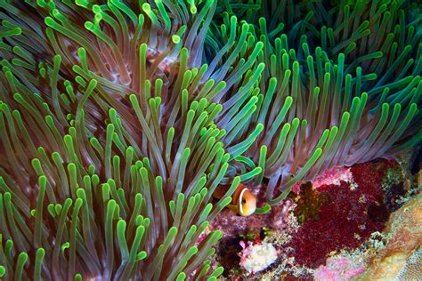  Heteractis Magnifica : Un Cnidare Luminescent Qui Brille de Mille feux Sous la Mer !