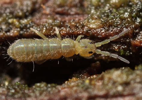  Intriguing Invertebrates:  Découverte du Isotoma viridis ! Cette petite créature terrestre présente une étonnante variété de couleurs et des modes de locomotion fascinants