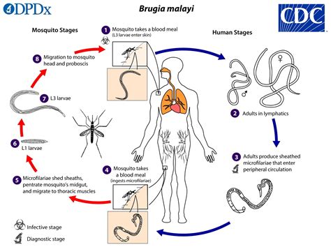  Microphallus: Un Parasite Digestif à la Quête Incessante d'Hôtes Intermédiaires !