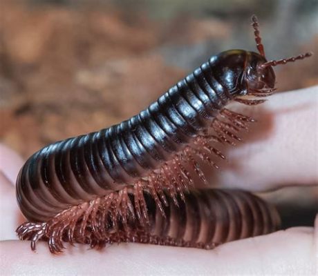  Millipède - Découvrez cet animal fascinant aux mille pattes qui se déplace lentement !