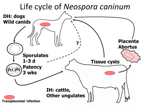 Neospora caninum: Un parasite microscopique qui peut causer de sérieux problèmes de santé chez les animaux!