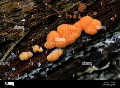 Orangéella! Un Champignon Visqueux avec une Vie Solitaire Intrigante et Fascinante dans le Monde des Amoebozoaires !