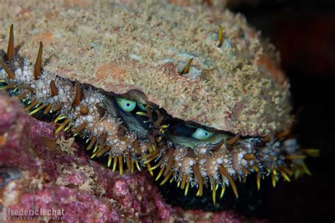  Ormeau: Des créatures marines fascinantes qui ressemblent à des mini-sculptures vivantes, sculptant leurs propres maisons!