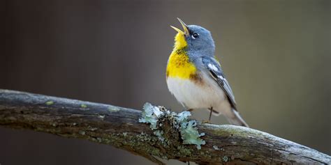  Ouette : Un petit oiseau aux couleurs vives qui chante comme un ténor dans les zones humides!