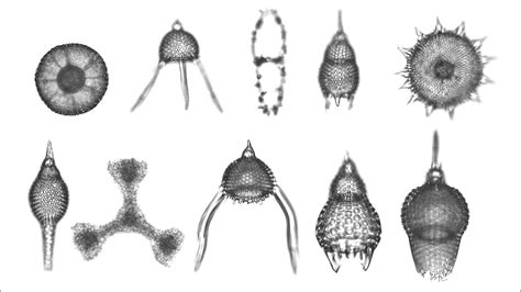  Radiolarien : Ces créatures microscopiques qui dessinent de véritables œuvres d’art !