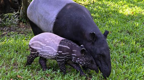  Tapir ! Découvrez le Géant des Forêts Tropicales au Corps Tapissé de Petits Détours