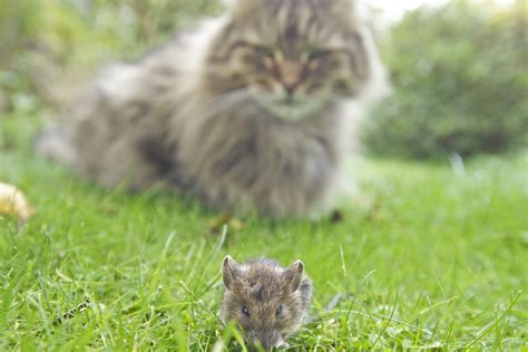  Toxoplasma gondii: Un parasite redoutable qui contrôle l'esprit de ses hôtes!