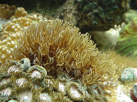  Tubipora: Une Espèce Mystérieuse de Corail à Croissance Rapide et en Forme de Vase!