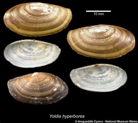  Yoldia! Un mollusque bivalve aux secrets cachés dans les profondeurs abyssales !