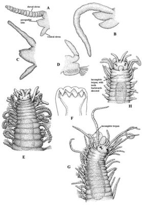  Convoluta: Une créature marine aux tentacules scintillants et une experte de la métamorphose !