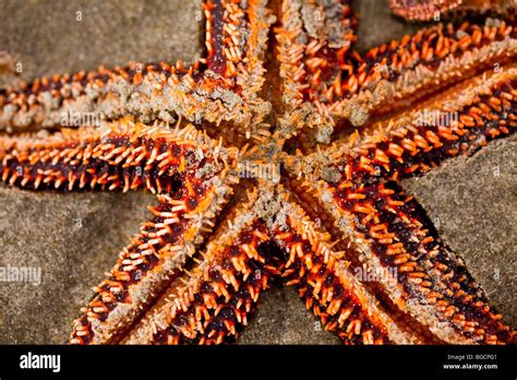  Échinaster Une Étoile De Mer Qui Ne Manque Pas De Charme !