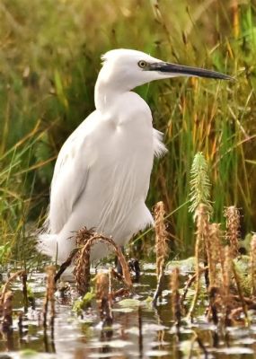  Egret: Une Oiseau De Grace Avec Un Régime Alimentaire Surprenant!