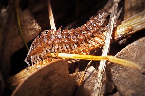  Polydesmus: Une créature aux mille pattes qui aime les environnements humides et la décomposition !