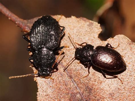  Tenebrionidae: Des Coléoptères Nocturnes aux Couleurs Métalliques Brillantes!