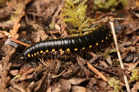  Yellow-Spotted Millipede: A Gentle Giant With Legs For Days That Loves Hiding From the Spotlight!